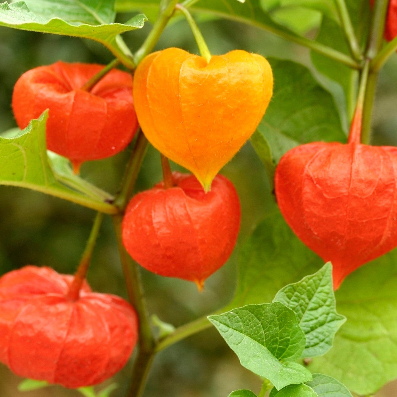 Chinese Lantern: A Lantern of Light in the Garden