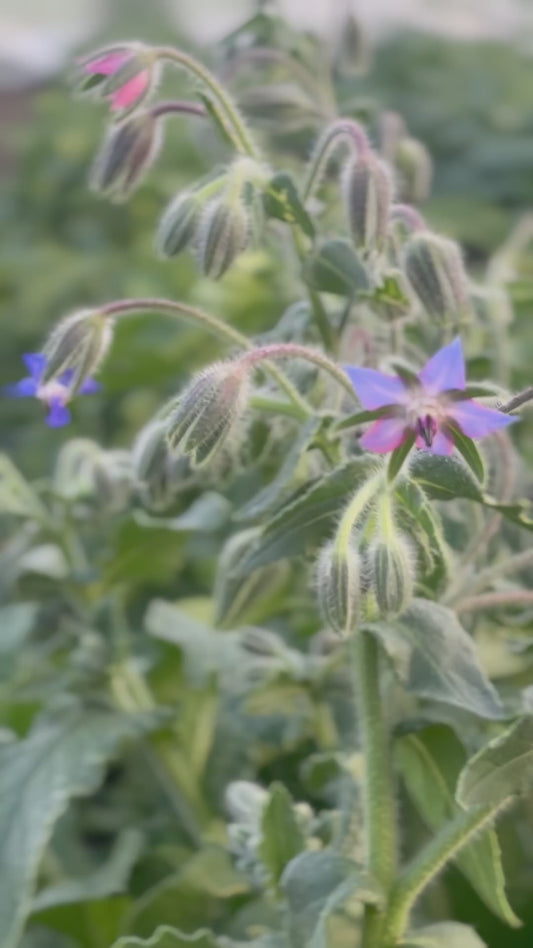 Borage: The Herb of Courage