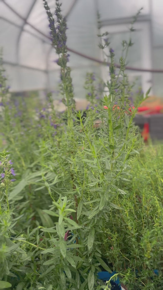 Hyssop: The Herb of Purification